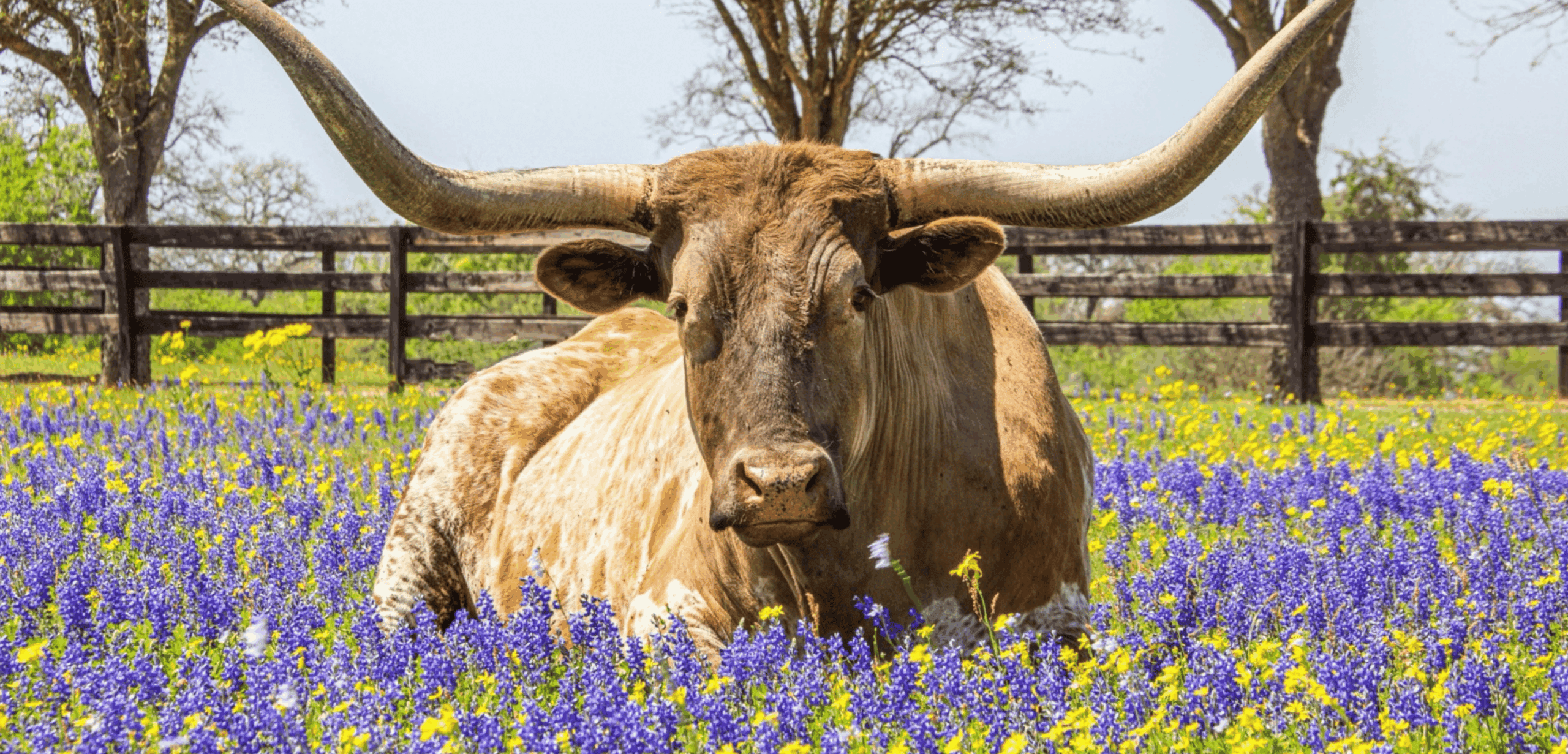 long horn austin tx