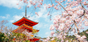 Kiyomizu-dera temple with cherry blossoms at spring in Kyoto, Japan / Sanga Park