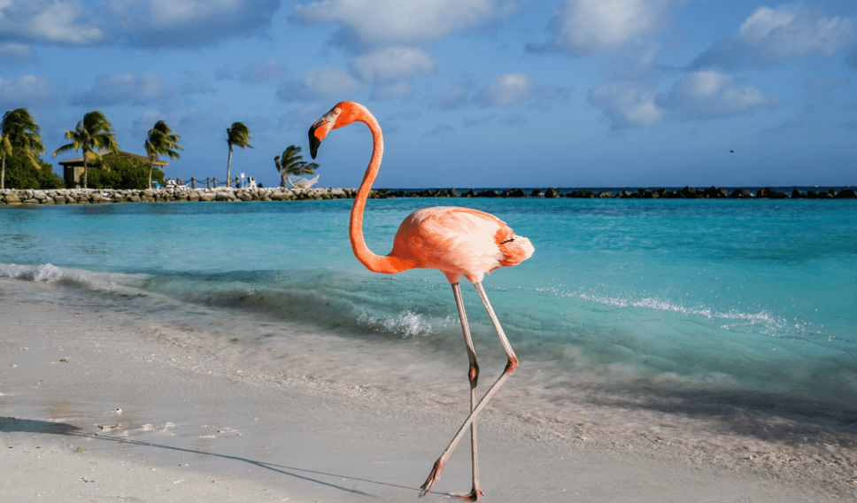 Flamingo Beach, Aruba