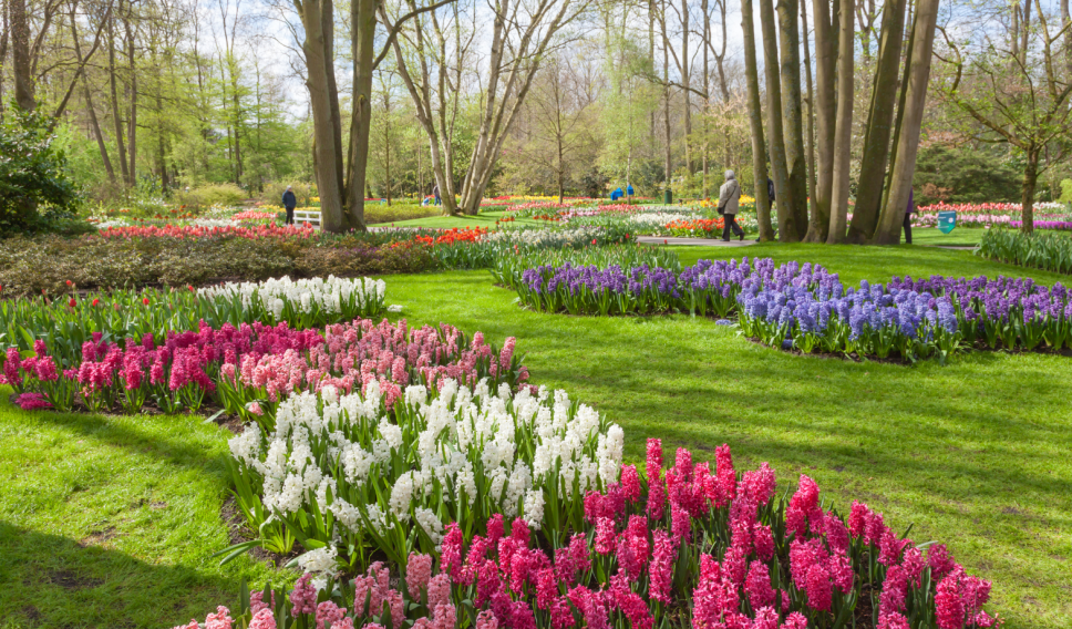 Keukenhof Garden