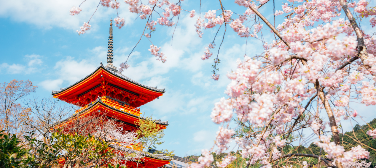 Kiyomizu-dera temple with cherry blossoms at spring in Kyoto, Japan / Sanga Park
