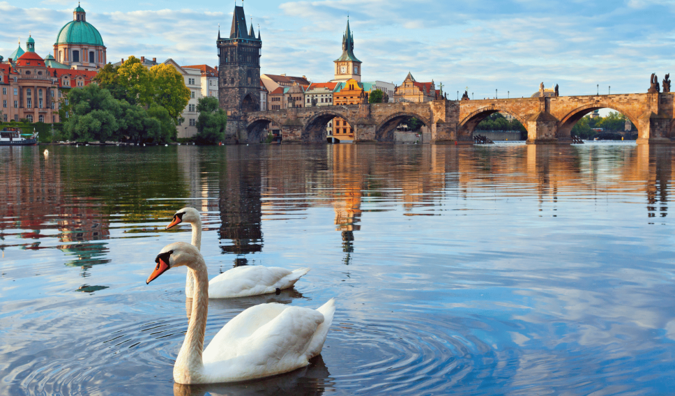 Prague landscape view with two swans