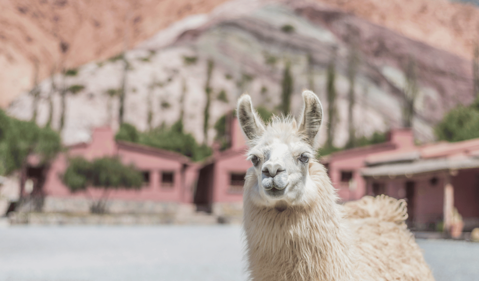 Llama in Purmamarca,