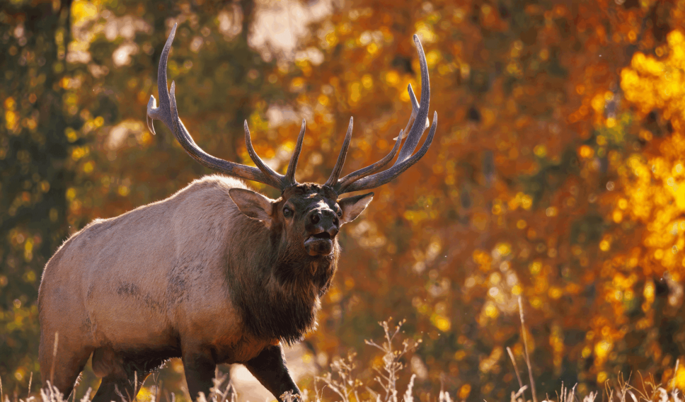 american elk in colorado
