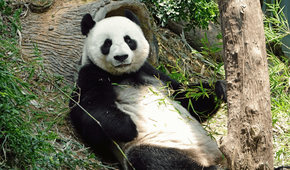 Panda bear at the san diego zoo