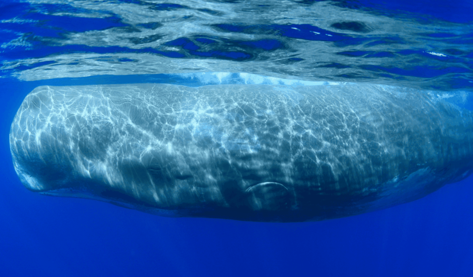 sperm whale the azores getty images